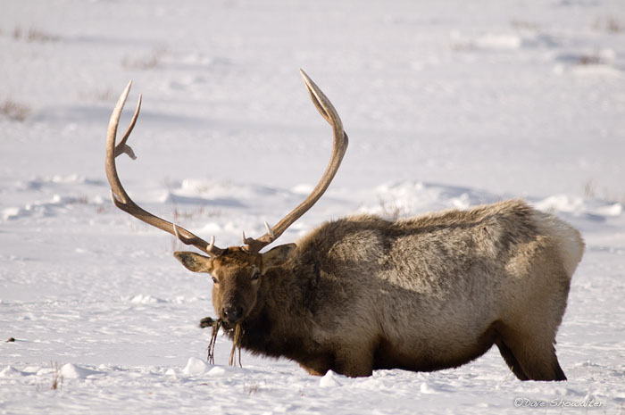After watching this bull elk graze with his head buried in deep snow, he looked up with a mouthful of vegetation from a warm...